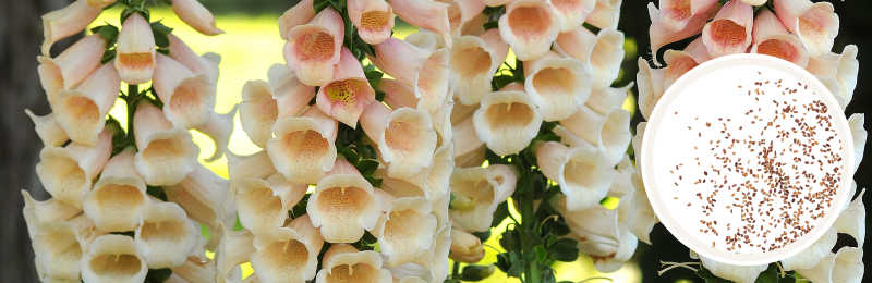 Close up of light peach colored trumpet shaped flowers on stalks outside with a circle of seeds on top