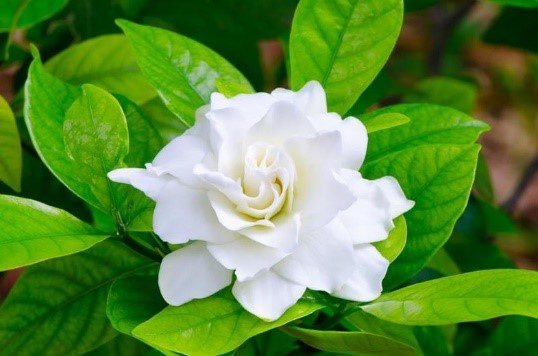 white gardenia