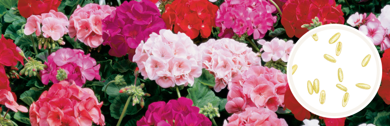 Sphere shaped bundles of flowers in a variety of reds and pinks on a bush with a circle of seeds