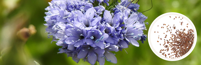 A sphere shaped bloom of light purple flowers with blurred green foliage in the background with a circle of seeds