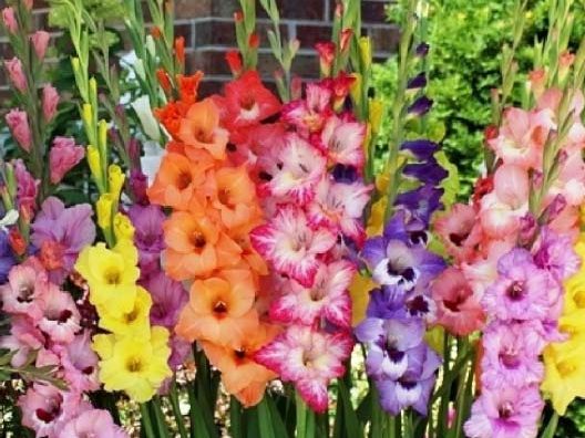 Winter Dreams for spring:  These are not your Grandmother’s Glads!