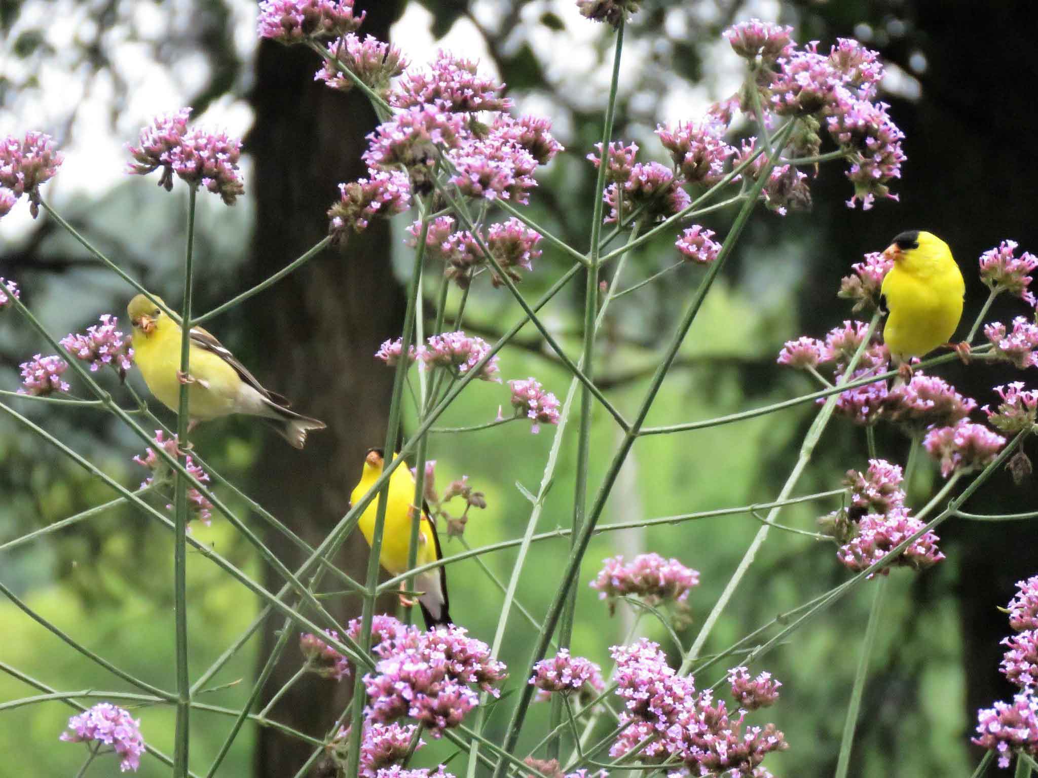 Goldfinches in Lavender Verbena