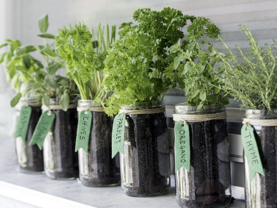 How to Plant an Herb Garden