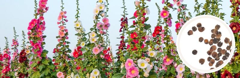 Tall stalks of pink, red, and white flowers with yellow centers and green leaves against a light blue sky in the background with a circle of seeds