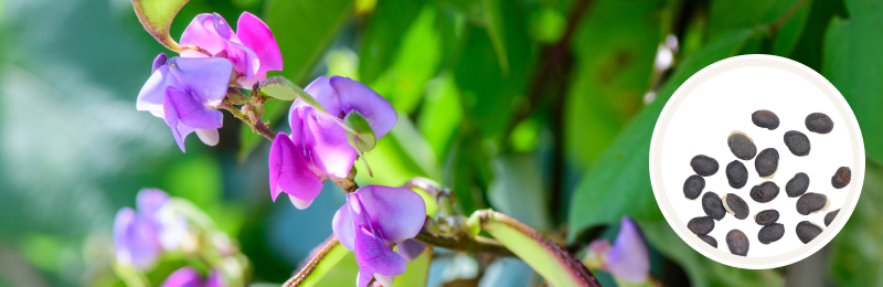 Hyacinth Bean Seeds