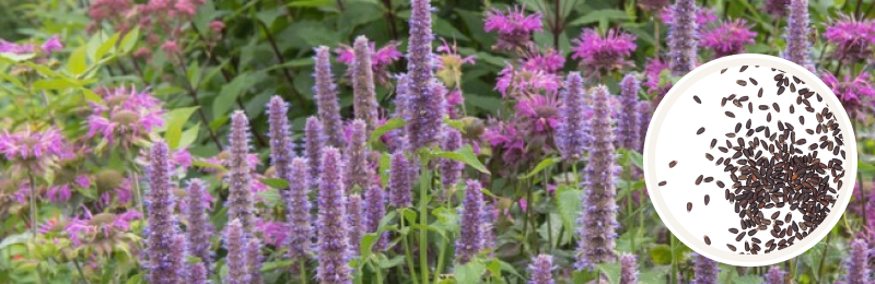 purple spire blooms of hyssop with seeds