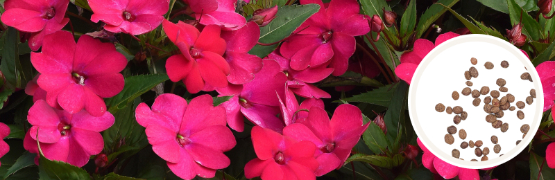 Bright pink flowers with green leave with circle of seeds