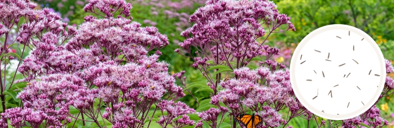 Joe Pye Weed Seed