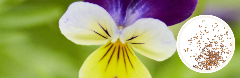 Close up of white and yellow flower petals with dark purple veining and 2 dark purple petals at the top with a blurred green background and a circle with seeds