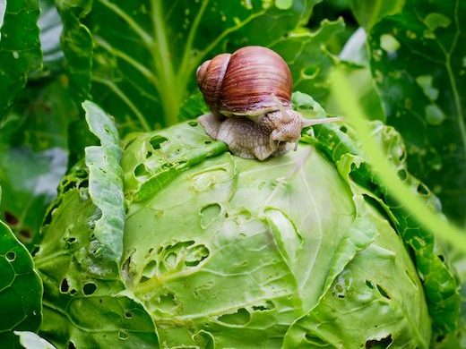 4 Ways to Keep Pests Out of Your Garden