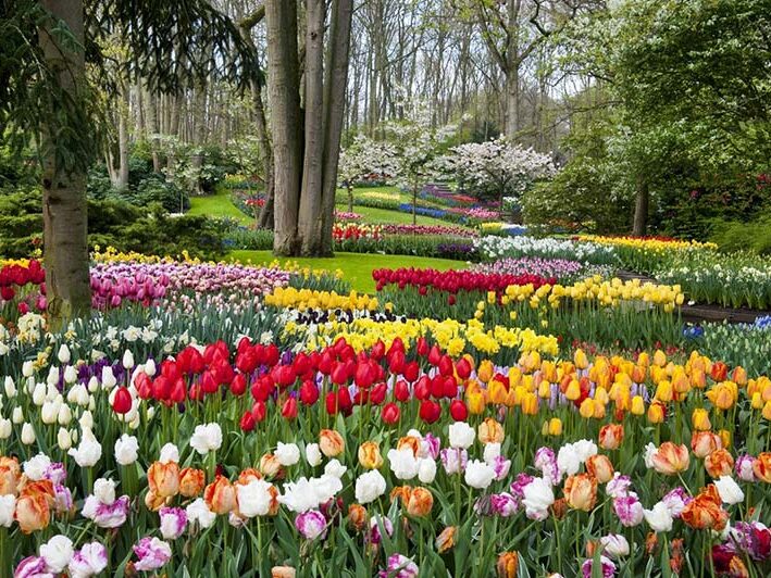 A free internet visit to Keukenhof, the famous tulip garden in Holland