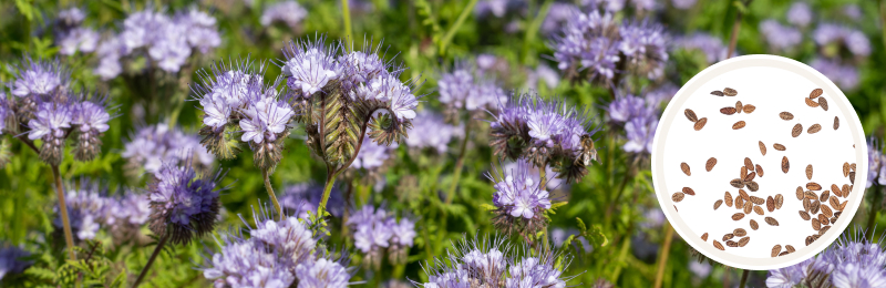 Lacy Phacelia Seeds