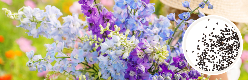 a bundle of flower stalks in lights blues and purples with delicate petals and a blurred background of green foliage with a circle with seeds