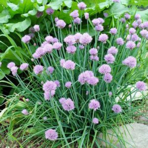 flowering chives