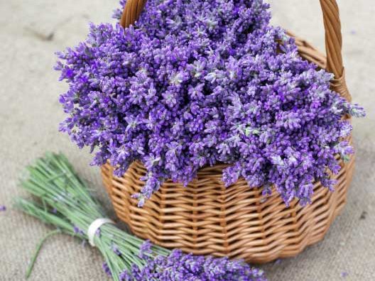 Tips for Planting Lavender Seed