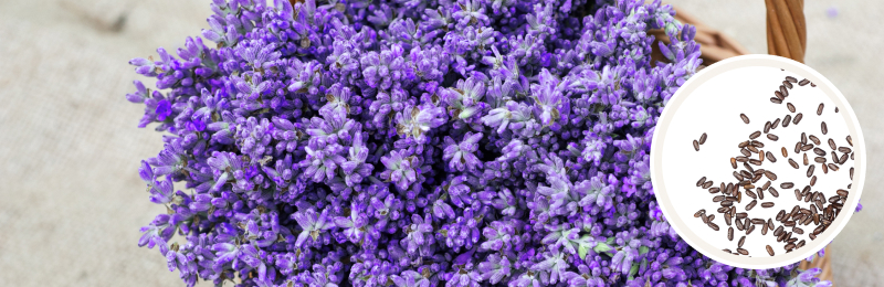 purple lavender blooms in a basket with seeds