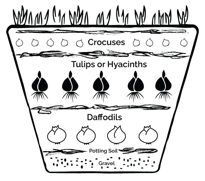 bulb layering graphic