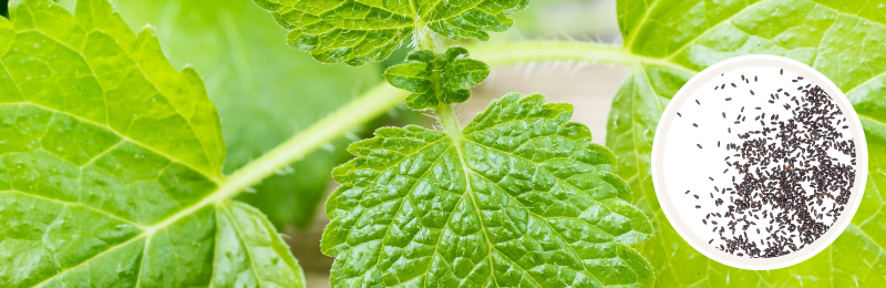 Lemon Balm Seeds