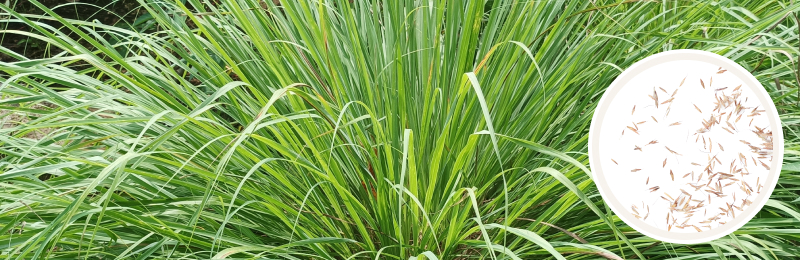 Lemongrass Seeds