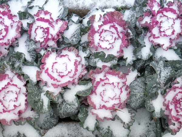 lettuce with frost