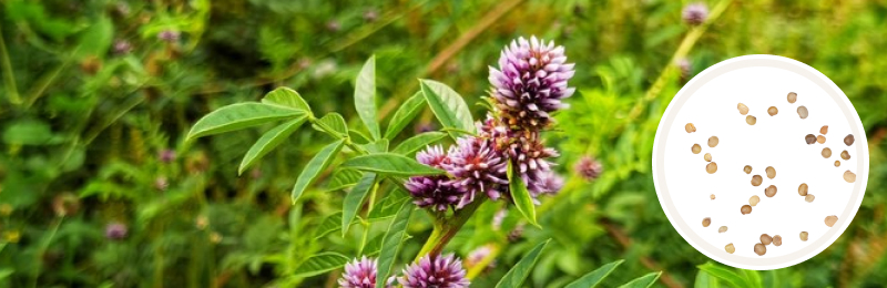 Licorice Seeds