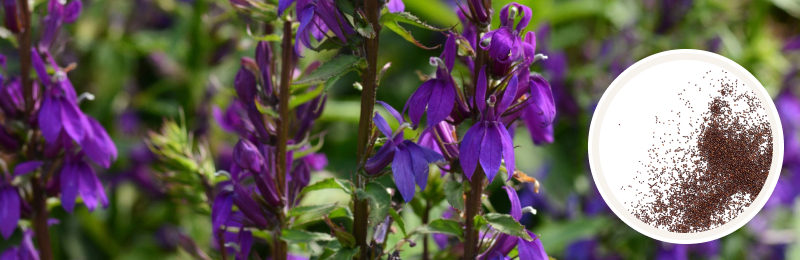 Close up of flower stalks with deep purple flowers and a blurred green background with a circle with seeds