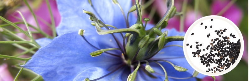 Close up of a light blue flower with green thread-like foliage coming out of the center of the flower with a circle of seeds