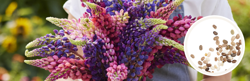 A bundle of cone shaped stalks of purple, pink, and red flowers being held by a person and blurred green foliage in the background with a circle of seeds