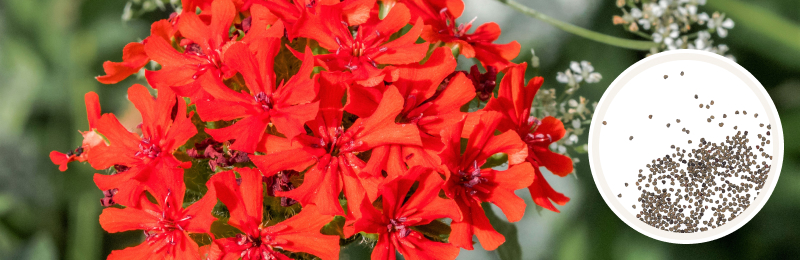 Maltese Cross Seeds