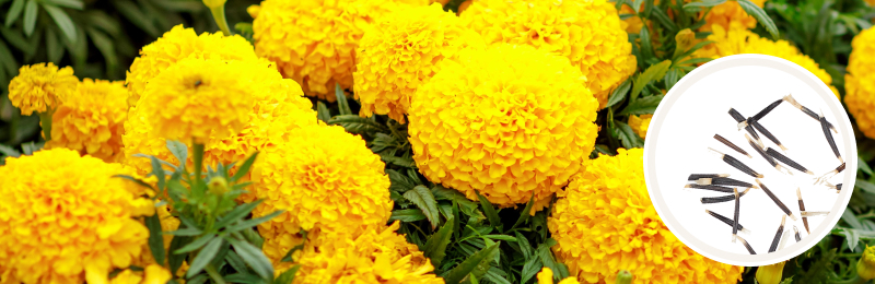 Close up of a marigold bush with bright yellow ball-shaped blooms with a circle of seeds