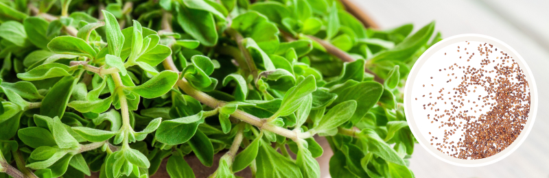 Marjoram Seeds