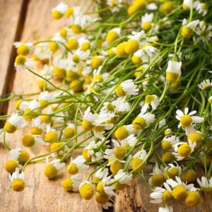 chamomile