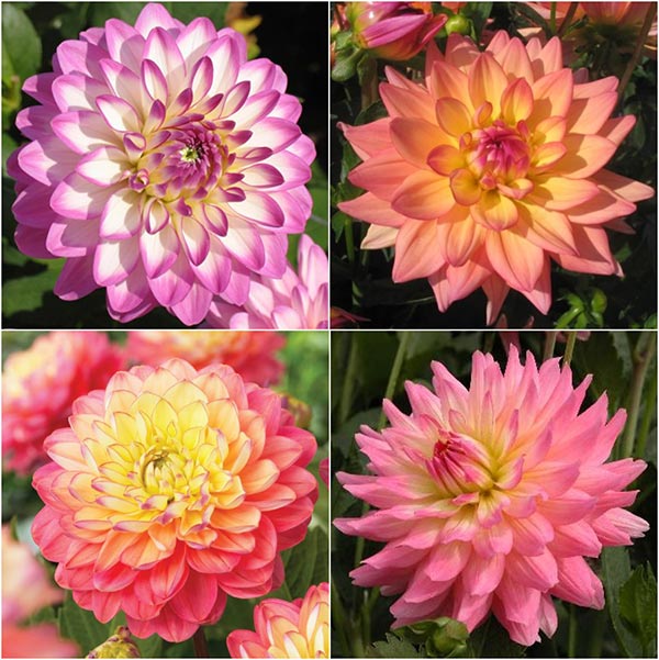 dahlia melody