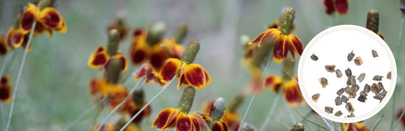 Mexican Hat Seeds