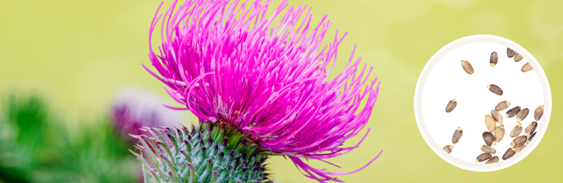 Milk Thistle Seeds