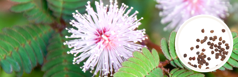 Mimosa Seeds