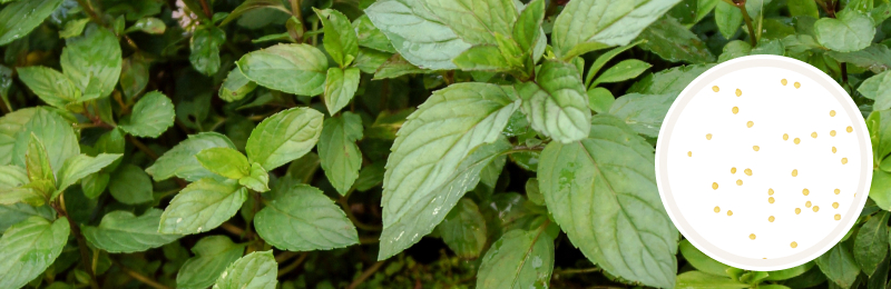 Mint Seeds