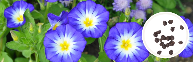 Close up of 3 morning glory flowers with bright blue-violet petals that fade to white closer to the yellow center surrounded by bright green leaves and more blurred plant in the background with a circle with seeds