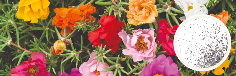 Moss rose flowers in pink, purple, red, orange, and white with soft frilly petals surrounded by light green spiky rod-shaped leaves with a circle with seeds