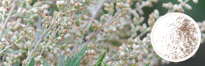 Mugwort Seeds