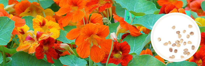 Close up of nasturium plant with red, orange, and yellow flowers among green leaves and a circle with seeds