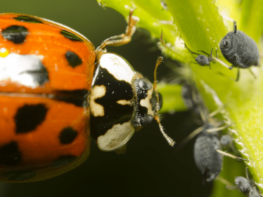 5 Natural Methods of Pest Control