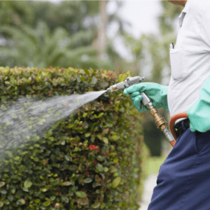 watering plants