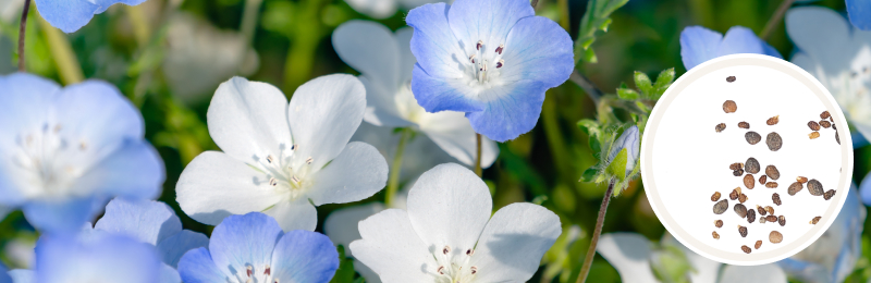 Soft blue and white 5-petaled nemophila flowers with a green foliage and a blurred background with a circle with seeds