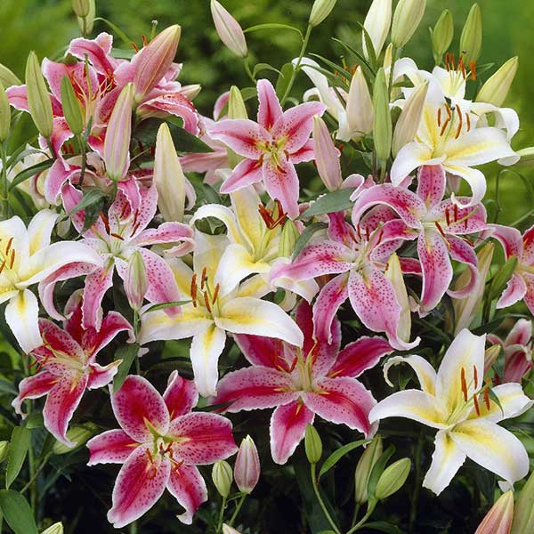 oriental lilies