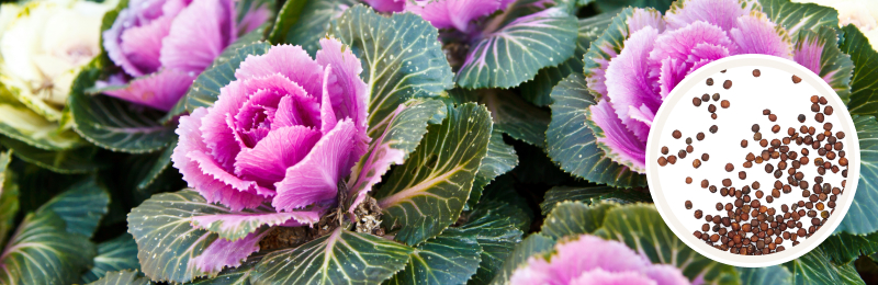 close up of bright pink rose-like petals surrounded by dark green leaves with white veining with a circle with seeds