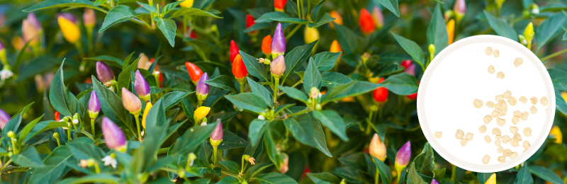 Ornamental Pepper Seeds