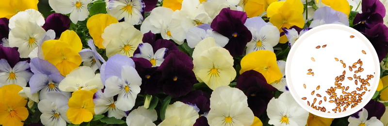 A variety of yellow, purples, and white pansy flowers with a circle with seeds