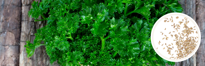 parsley on table with seeds