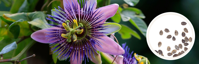 Close up of an exotic purple flower with long delicate deep purple filaments coming from the center with yellow and green stamen and green foliage in the background and a circle of seeds